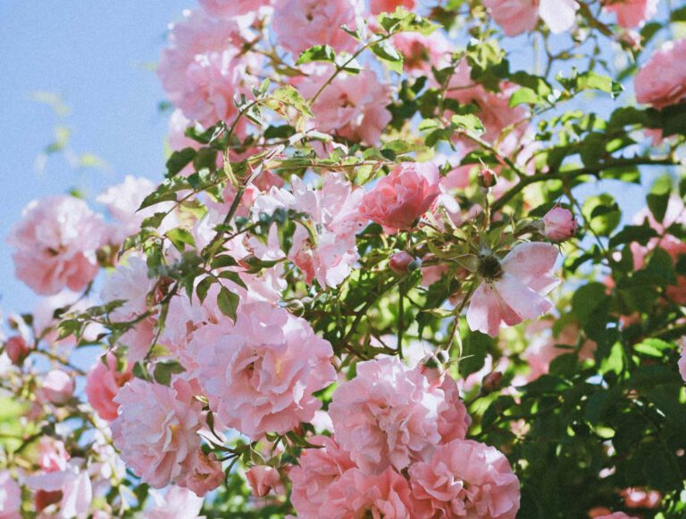 présence du printemps dans notre jardin extraordinaire
