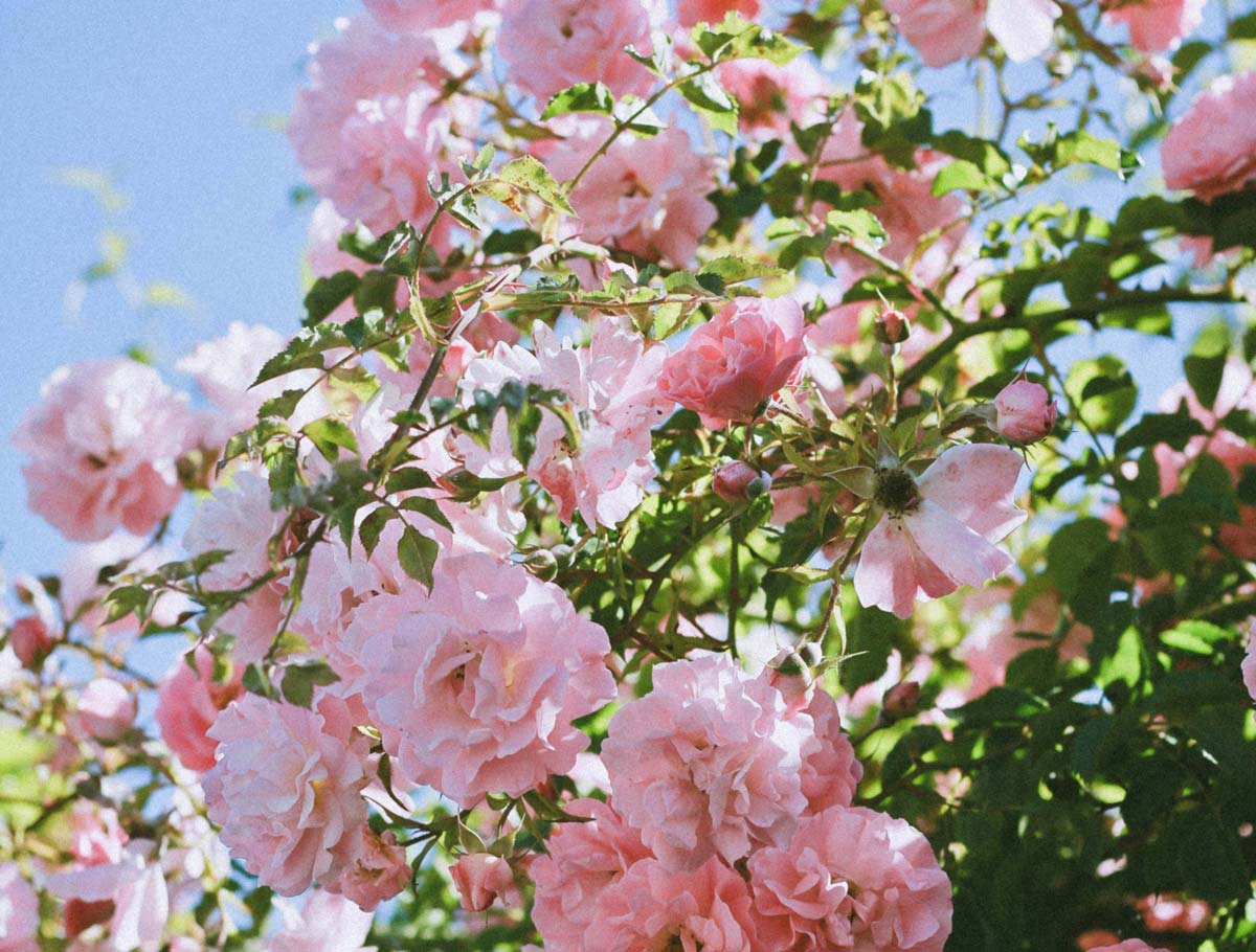 présence du printemps dans notre jardin extraordinaire