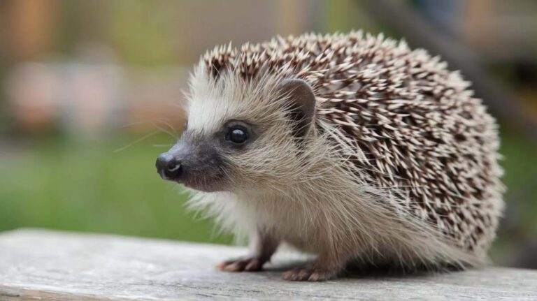Nouvel habitant aux Hespérides de Lorient