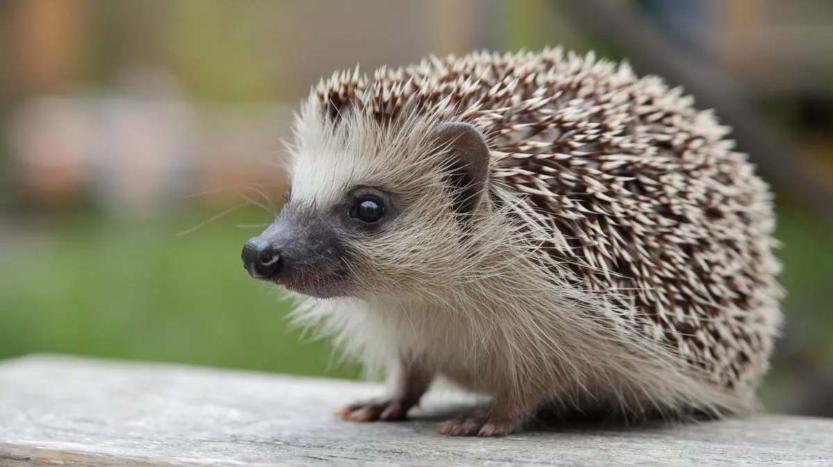 Nouvel habitant aux Hespérides de Lorient