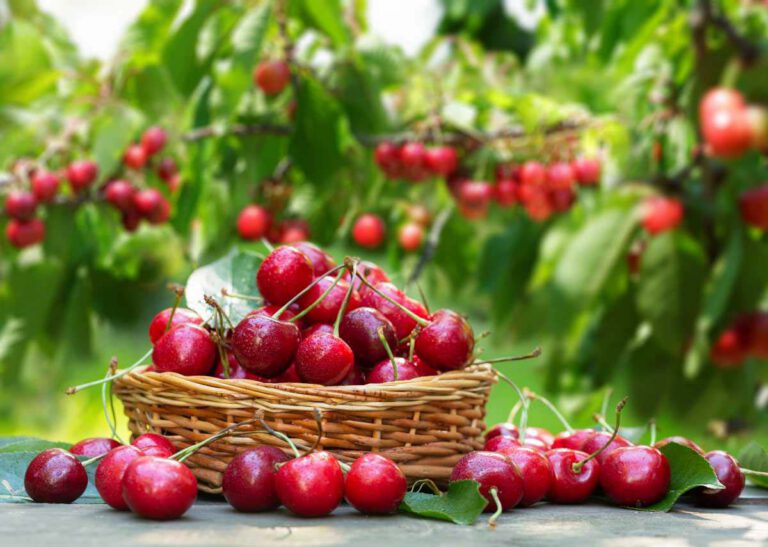 Le temps des Cerises