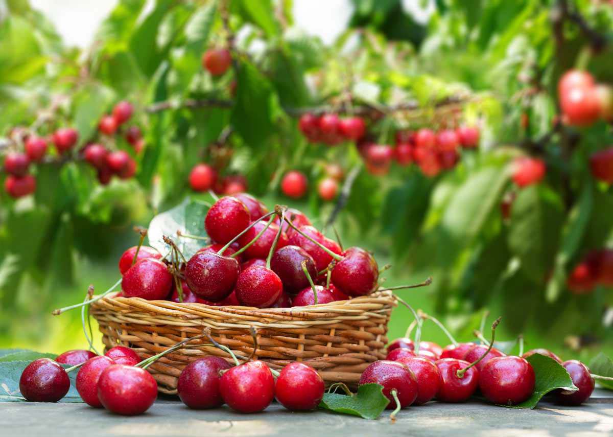 Le temps des Cerises