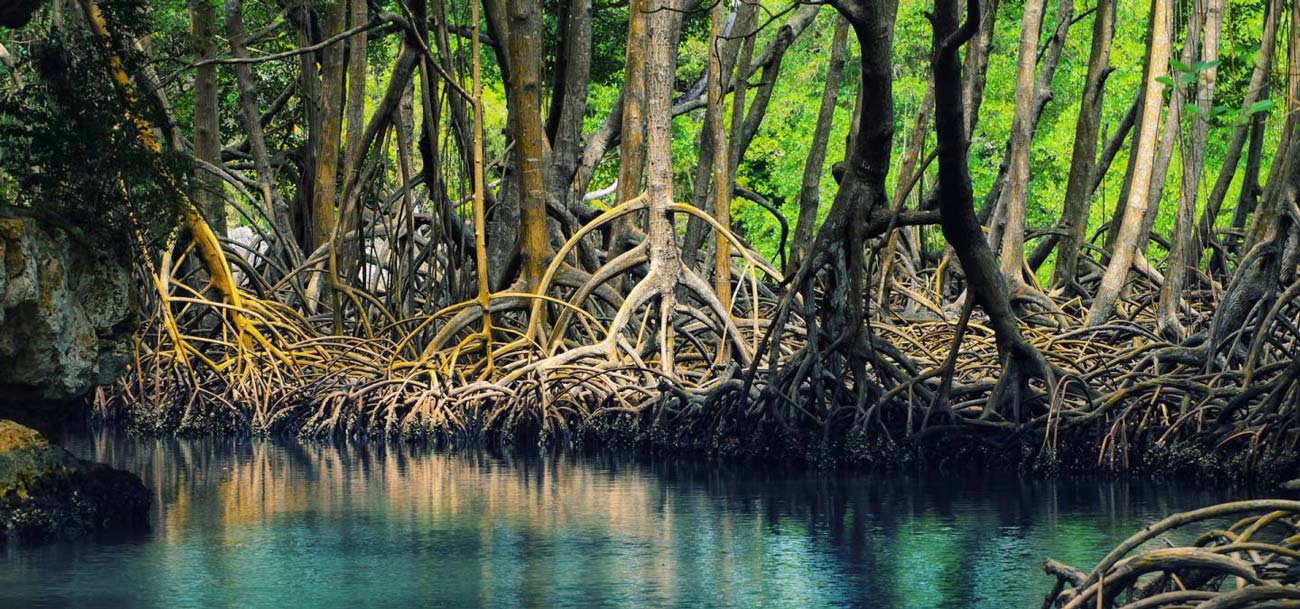 les mangroves
